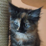 Kociak Maine Coon