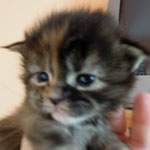 Kociak Maine Coon