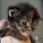 Kociak Maine Coon