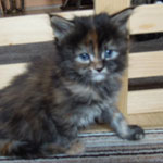 Kociak Maine Coon