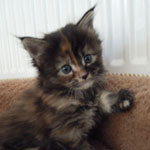 Kociak Maine Coon