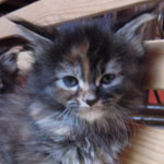 Kociak Maine Coon