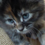 Kociak Maine Coon