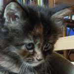 Kociak Maine Coon