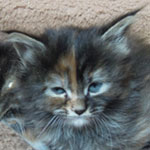 Kociak Maine Coon