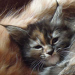 Kociak Maine Coon