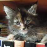 Kociak Maine Coon