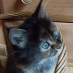 Kociak Maine Coon