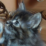 Kociak Maine Coon