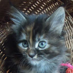 Kociak Maine Coon