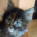 Mała Greta - Maine Coon