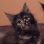 Kociak Maine Coon