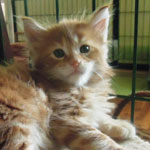 Kocurek Maine Coon