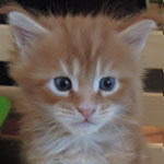 Kocurek Maine Coon
