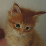 Kocurek Maine Coon