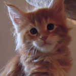 Kocurek Maine Coon