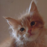 Kocurek Maine Coon