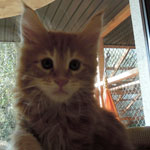 Kocurek Maine Coon