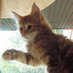 Kocurek Maine Coon