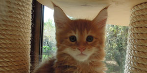 Kocurek Maine Coon
