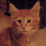 Kocurek Maine Coon
