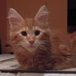 Kocurek Maine Coon