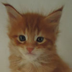 Kocurek Maine Coon