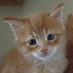 Kocurek Maine Coon
