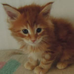 Kocurek Maine Coon
