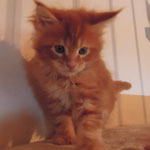 Kocurek Maine Coon