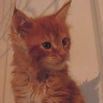 Kocurek Maine Coon