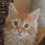 Kocurek Maine Coon