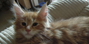 Kocurek Maine Coon