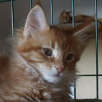 Kocurek Maine Coon