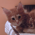 Kocurek Maine Coon