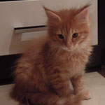 Kocurek Maine Coon