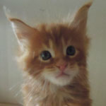 Kocurek Maine Coon