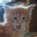 Kocurek Maine Coon