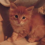 Kocurek Maine Coon