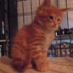 Kocurek Maine Coon