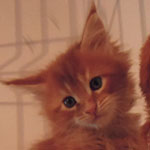 Kocurek Maine Coon