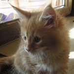 Kocurek Maine Coon
