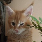 Kocurek Maine Coon
