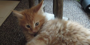 Kocurek Maine Coon