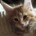Kocurek Maine Coon