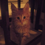 Kocurek Maine Coon
