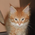 Kocurek Maine Coon