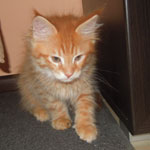 Kocurek Maine Coon