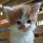 Kocurek Maine Coon
