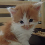 Kocurek Maine Coon
